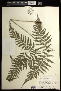 Athyrium deltoidofrons image