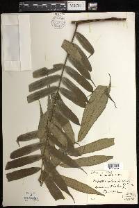 Angiopteris cochinchinensis image