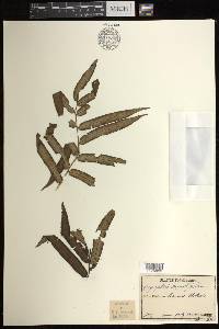 Angiopteris angustifolia image