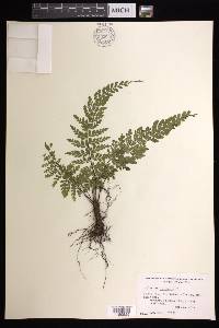 Asplenium radicans image