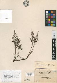 Davallia chrysanthemifolia image