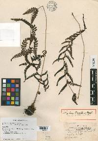 Athyrium oppositipennum image