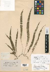 Lindsaea pulchella image