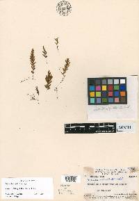 Hymenophyllum archboldii image