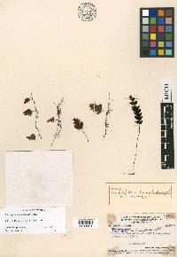 Hymenophyllum humatoides image