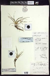 Isoetes maritima image