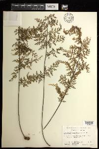 Asplenium schizophyllum image