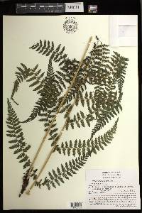 Athyrium arcuatum image