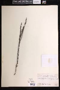 Stromatopteris moniliformis image