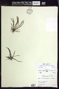 Stenogrammitis saffordii image