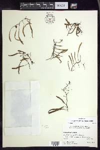 Adenophorus tenellus image