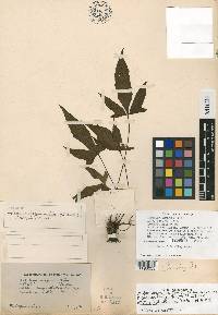 Tectaria trifida image