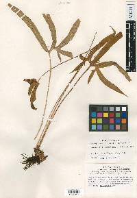 Elaphoglossum cardenasii image
