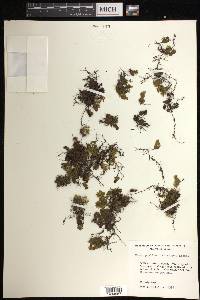 Hymenophyllum brevistipes image