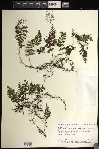 Hymenophyllum consanguineum image