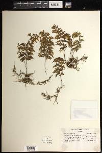 Hymenophyllum alveolatum image