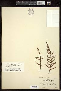 Austroblechnum patersonii subsp. patersonii image