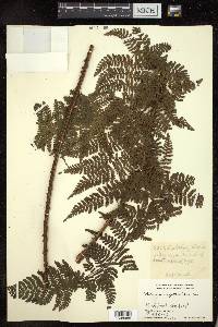 Dryopteris peranema image