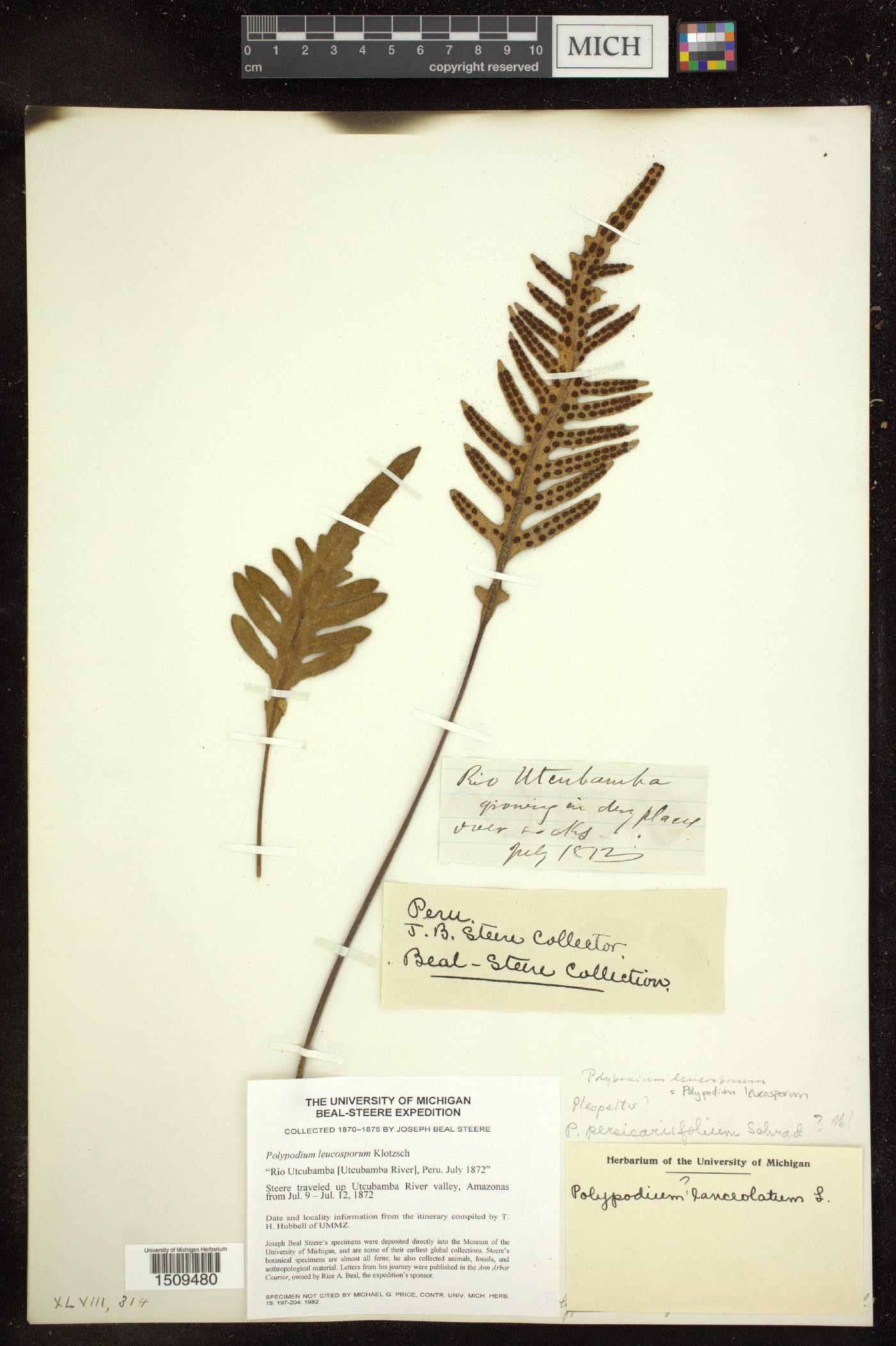 Pleopeltis leucospora image