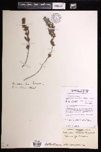 Oeosporangium nudiusculum image