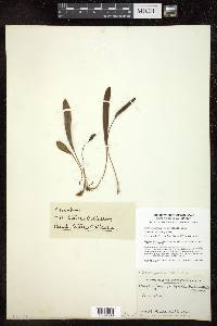 Elaphoglossum spathulatum image