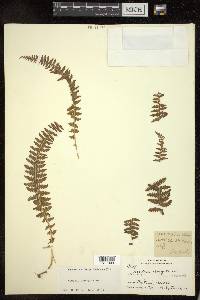 Image of Woodsia elongata