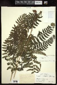 Dryopteris caroli-hopei image