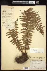 Dryopteris xanthomelas image