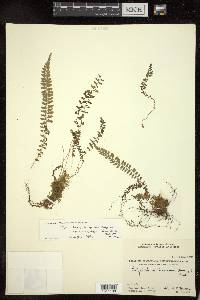 Polystichum thomsonii image