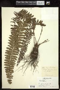 Polystichum lentum image