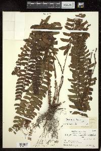 Polystichum lentum image