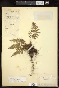 Dryopteris xanthomelas image