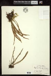 Pyrrosia stenophylla image