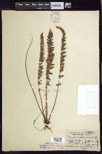 Woodsia scopulina image