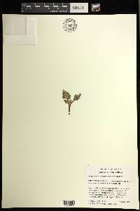 Image of Botrychium pseudopinnatum