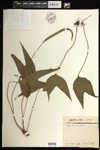 Cheiropleuria bicuspis image