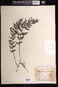 Vandenboschia striata image