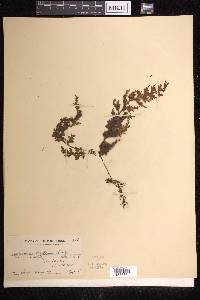 Hymenophyllum badium image