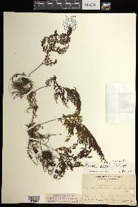Hymenophyllum emarginatum image