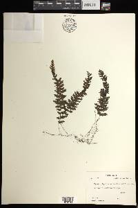 Hymenophyllum exsertum image