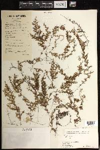 Hymenophyllum brassii image