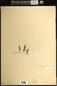 Hymenophyllum barbatum image