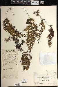 Hymenophyllum badium image