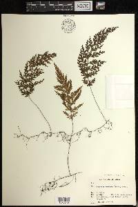 Hymenophyllum demissum image