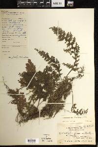 Hymenophyllum badium image