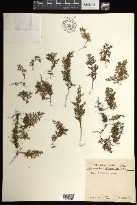 Hymenophyllum fimbriatum image