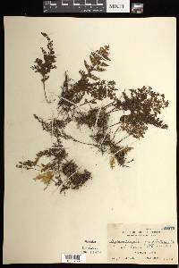 Hymenophyllum fimbriatum image