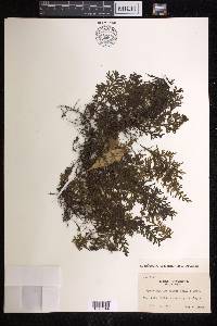 Hymenophyllum badium image