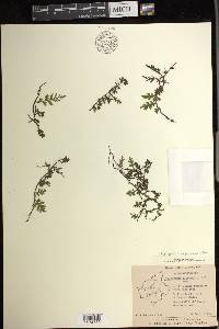 Crepidomanes campanulatum image