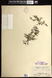 Crepidomanes bilabiatum image